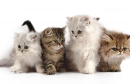 Renunță la greșeala pe care mulți stăpâni de pisici o fac. Unde să-i pui bolul cu apă