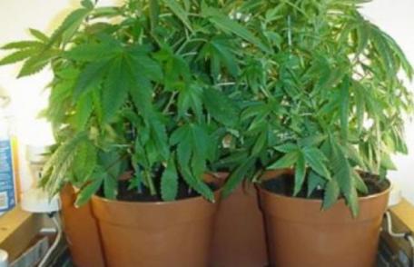 Garsonieră închiriată din Dorohoi, transformată în seră pentru canabis