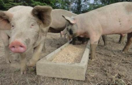 Anunț de ultimă oră de la ANSVSA: Pesta porcină, la granițele României!