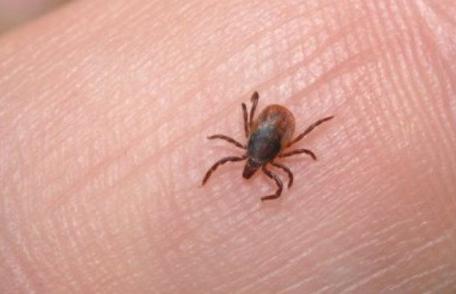 Atenție la căpușe! Alertă epidemiologică pentru boala Lyme