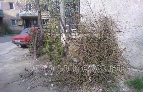 Primim la redacție – Vreascuri și gunoi la întâmplare în Cartierul Plevna din Dorohoi - FOTO
