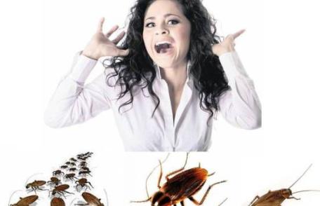 Cum scapi de gândacii de bucătarie definitiv. Cinci soluţii pe care le poţi aplica imediat