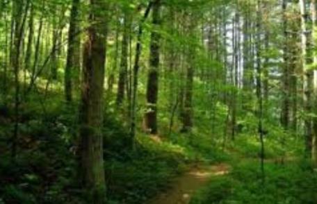 Prefectul salută personalul silvic din judeţ, dar dezaprobă recenta lipsă de comunicare a reprezentanţilor Direcţiei Silvice