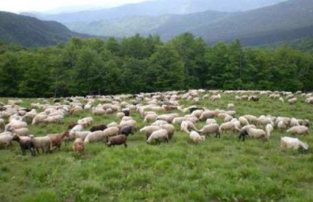 1000 de lei amendă pentru că și-a lăsat turma să pășuneze în pădure