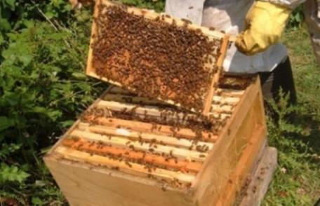 Apicultorii falsifică mierea punând zahăr în stup. Ce măsuri ia ministrul Agriculturii