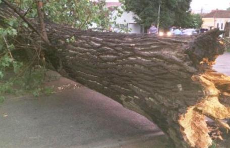 Copaci rupţi şi acoperişuri smulse de vânt! Furtuna care a ocolit Dorohoiul s-a dezlănțuit la Săveni!