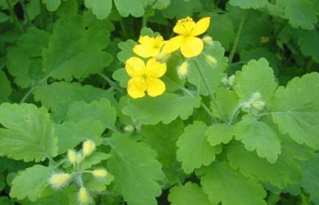 Afecțiuni în care se folosește rostopasca