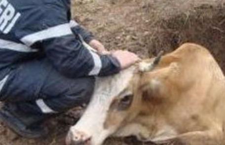 Bovină căzută într-o fântână, salvată de pompierii botoşăneni