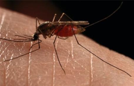 Ce boli pot transmite țânțarii. Dacă ai aceste simptome, mergi la medic