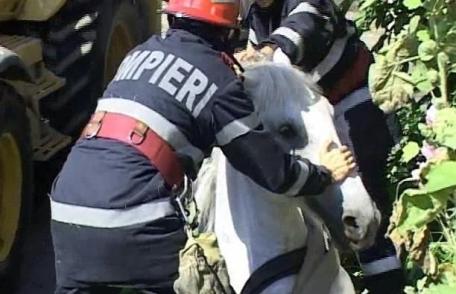 Cal salvat de pompieri dintr-un canal