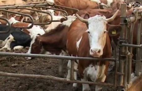 Vezi la ce soluție extremă au ajuns fermierii din județul Botoșani, din lipsă de furaje, pe fondul secetei excesive