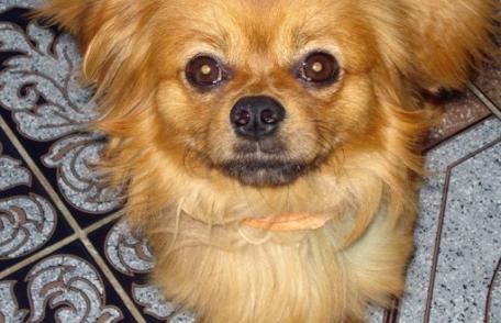 O familie își caută cățelul