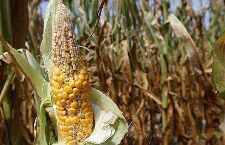 Peste 14.000 de fermieri botoşăneni afectaţi de secetă ar putea primi un sprijin financiar 