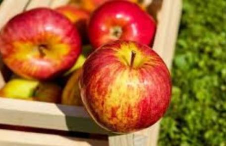 Peste 8.000 de micuţi din judeţ vor primi fructe plătite de Guvern