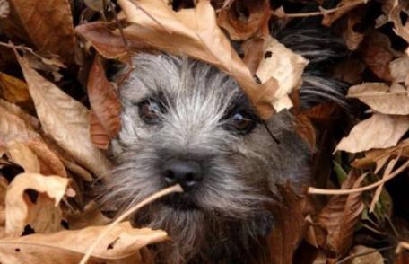 Ne înfofolim zdravăn dacă ieșim din casă - vreme foarte rece și zăpadă la munte