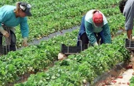 Ofertă generoasă de locuri de muncă în agricultură – angajator din Danemarca și Portugalia