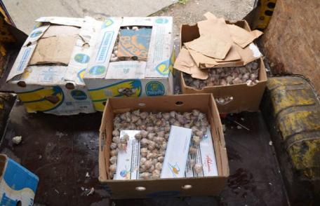 Ţigări de contrabandă ascunse în cutii cu usturoi, depistate de poliţiştii de frontieră - FOTO