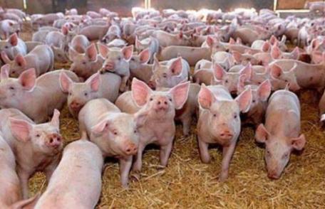 În atenția fermierilor care cer sprijin financiar pentru a achiziționa rase de porci