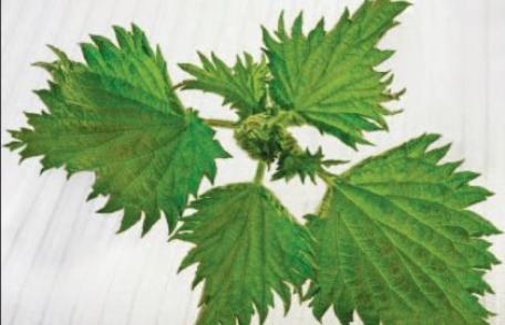 Urzica, planta medicinala de mii de ani