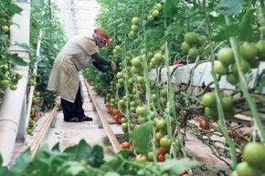 Cultivatorii români de castraveţi şi roşii cer despăgubiri de la Comisia Europeană