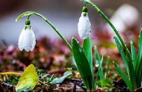 Vin ploile în mai multe zone din ţară. În sud şi est va fi deosebit de cald. Cum va fi vremea de 8 Martie