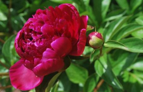 Floarea care îți vindecă articulațiile