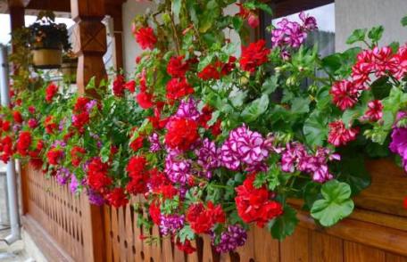 Cum să te bucuri de muşcate toată vara. Trebuie să pui lunar câte o picătură de...