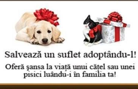 Adoptă un căţelus sau o pisicuţă şi salvezi un suflet! 