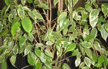 Ce să ții în dormitor ca să dormi mai bine