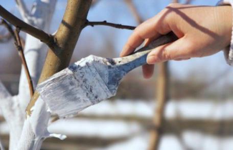 Motivul pentru care e bine să dăm pomii cu var