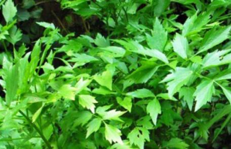 Nu mai puneţi leuştean la ciorbă dacă suferiţi de această boală! Medicii trag un semnal de alarmă