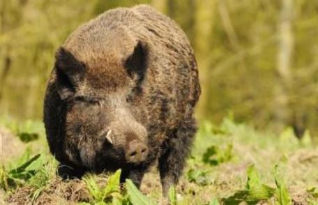 Primim la redacție – Culturile gospodarilor din comuna Suharău, distruse de mistreți – FOTO