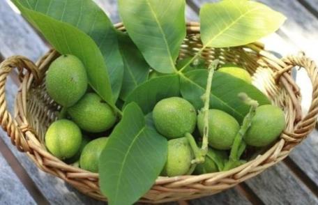 Beneficiile neştiute ale nucilor verzi. Sunt aur pentru organism şi vindecă multiple afecţiuni