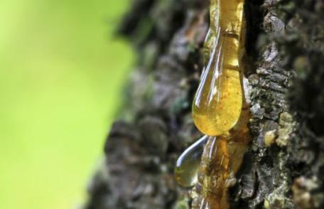 Rășina de brad, un remediu antiinfecțios comparabil cu propolisul, dar mult mai bine tolerat de către organism