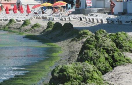 Marea Neagră, plină de alge