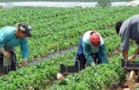 Se întâmplă și în Germania! Unii români sunt sclavii patronilor nemți