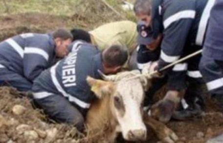 Misiune dificilă! Bovină căzută în râul Jijia, salvată de pompieri!