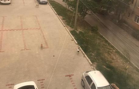 Primim la redacție – În Cartierul Plevna câinii comunitari sunt la ei acasă... - FOTO