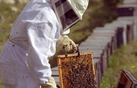 Dosar penal pentru un bărbat din Ibănești care a furat 10 familii de albine ecologice