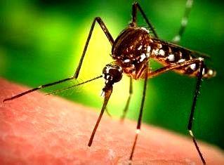 Lucruri pe care nu le ştiai despre ţânţari. Pe cine muşcă ţânţarii şi pe cine nu?