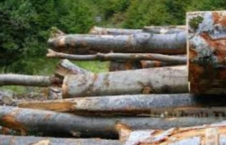 Material lemnos confiscat în urma unui control de rutină