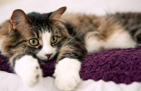 Lucruri pe care trebuie să le știi dacă vrei să ții o pisică în apartament