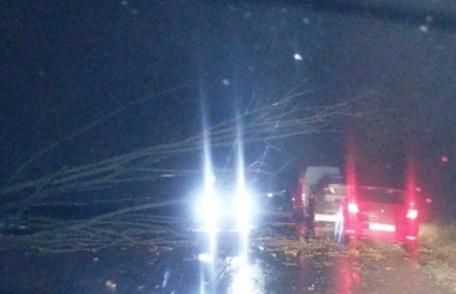 COD GALBEN de vânt puternic: Copaci căzuți pe carosabil și localități rămase fără energie electrică