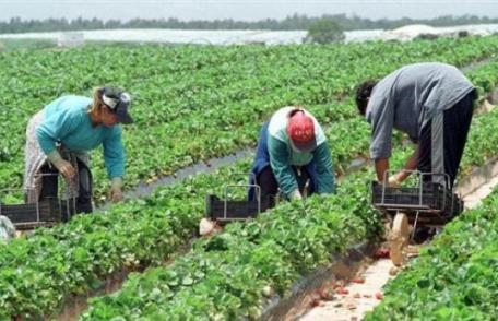 200 locuri de muncă în agricultură prin rețeaua EURES