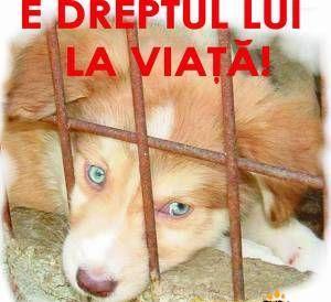 Vino să creăm prima asociație de protecție a animalelor din Dorohoi!