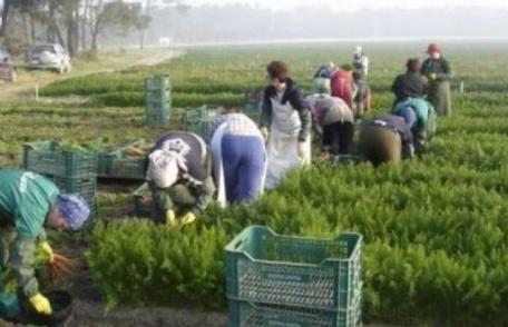 Selecție pentru locurile de muncă din domeniul agricol – SPANIA
