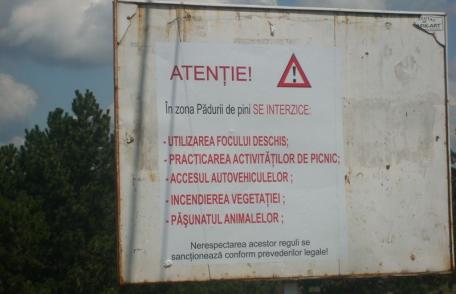 Campingul la Pini este interzis