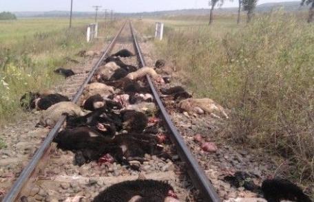 Imagini șocante: Trenul Iaşi-Dorohoi a deraiat, după ce a intrat în plin într-o turmă de oi