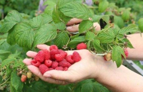 300 locuri de muncă în domeniul agricol - recoltare zmeura - în Portugalia prin intermediul Reţelei EURES