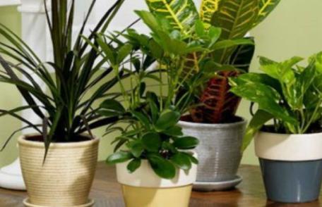 Plante care elimină substanțele poluante dintr-o cameră